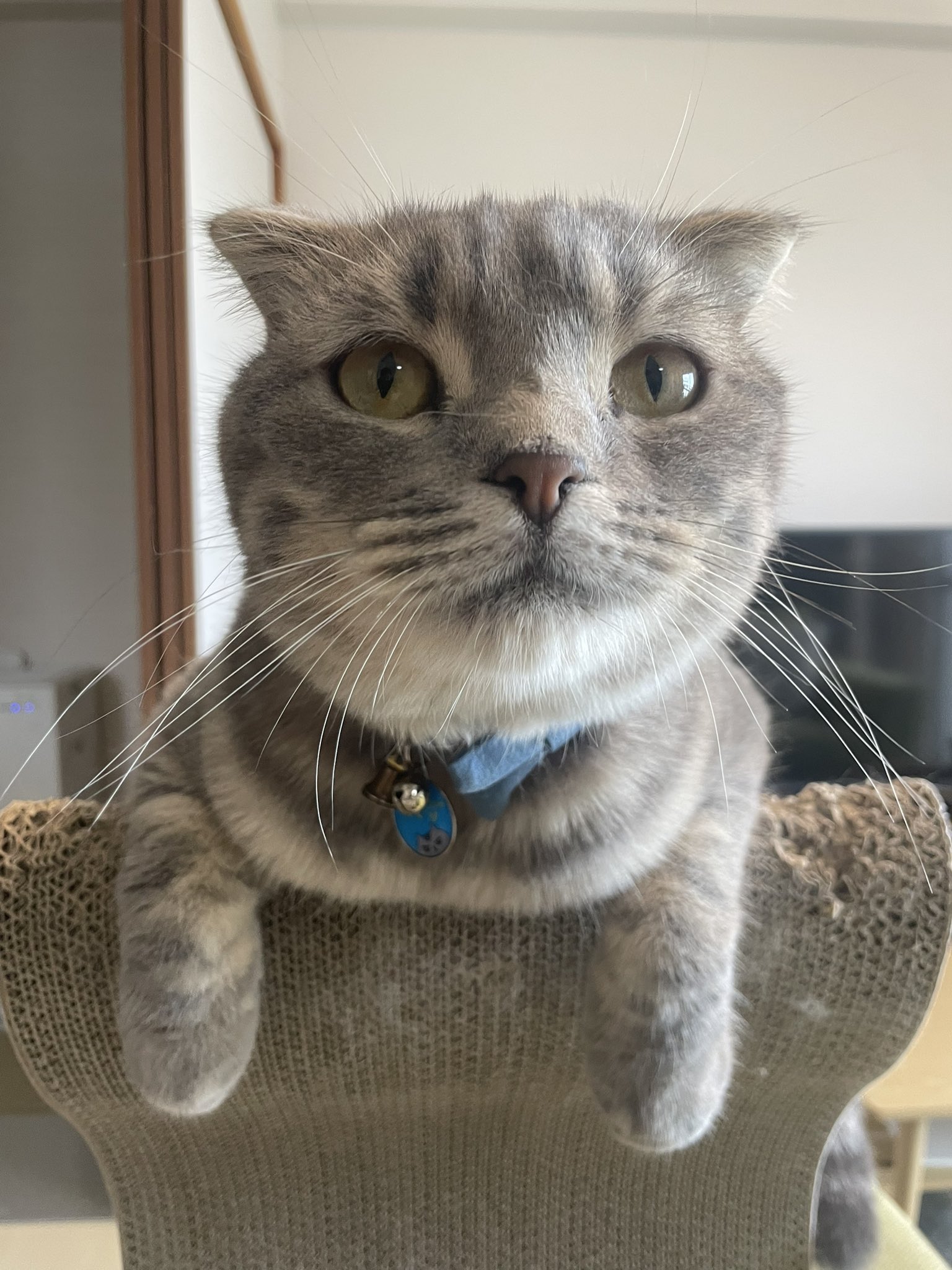 ネコ好きさん むーさんちの猫おどり on X: 