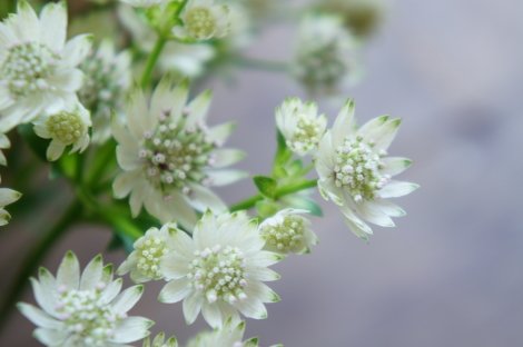 hanalabonote's tweet image. まいにち切花図鑑💐
【アストランチア】
花言葉は
『星に願いを』『愛の渇き』
名前の由来は、ギリシャ語で星を意味する「アストラ」から。星形の花が可愛い⭐️
ヨーロッパでは栽培の歴史も古く、イングリッシュガーデンでもよく使われています。