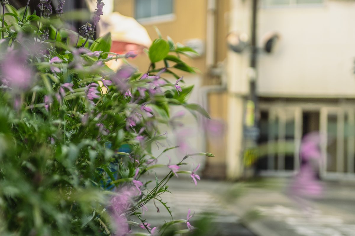 カメラと歩くどこかの日常