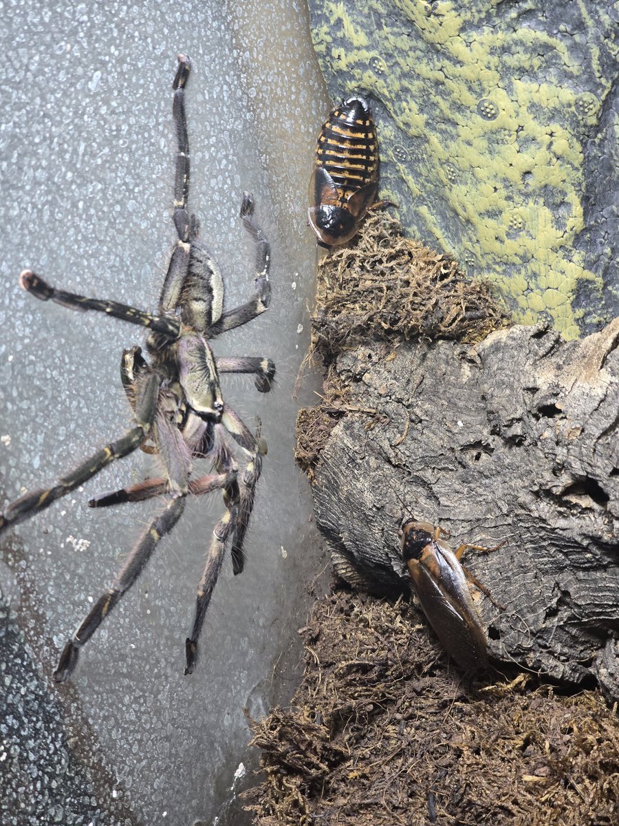 Jobbexd's tweet photo. Breakdance into death. Roach type shit https://t.co/PZkoP48b96