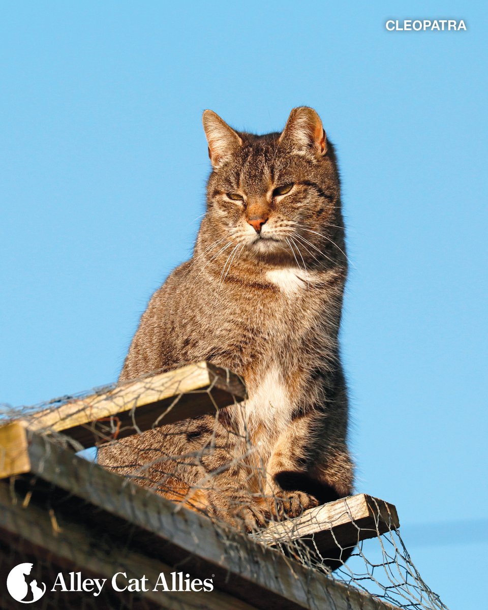 Community cats are incredible survivors during emergencies. They will continue to emerge days, or even weeks, after a disaster. 

That is when it's most important to immediately provide food and water, and observe a colony to see if any cats have been displaced and need care.