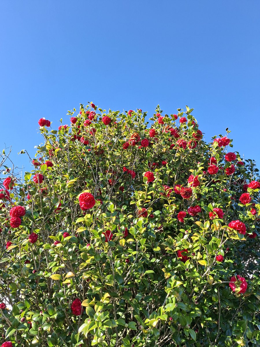 Өглөөний мэнд, шинэ долоо хоног нь сэтгэлийн амар амгалантай  байг.