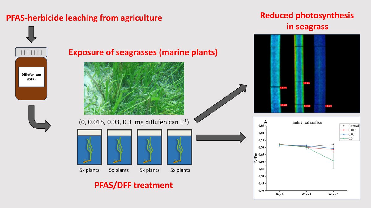 New paper: "PFAS-herbicide diflufenican reduces the photosynthetic capacity in seagrass"

Study addresses negative effects caused by PFAS-herbicide diflufenican on seagrass photobiology. We show reduced photosynthetic capacity of DFF exposed plants.

Link: sciencedirect.com/science/articl…