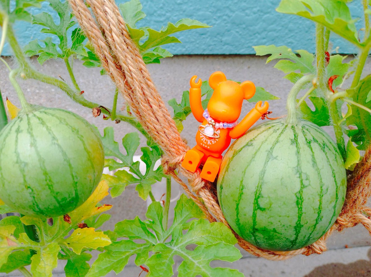 気付いたら7月になってたょ😌🍡
毎日暑すぎて暑いの苦手だし
日焼けだってしたくないし(こんがりなっちゃう派だけど😇🍡)☀
子供達の熱中症とか毎日心配ばっかりだし☀🫠🫠☀
苦手な事が多いのに
なんでなのか夏が好きです🍡🎐

写真は我が家の小玉スイカです🍉
もう少し大きくなるのかなぁ🤔🍉