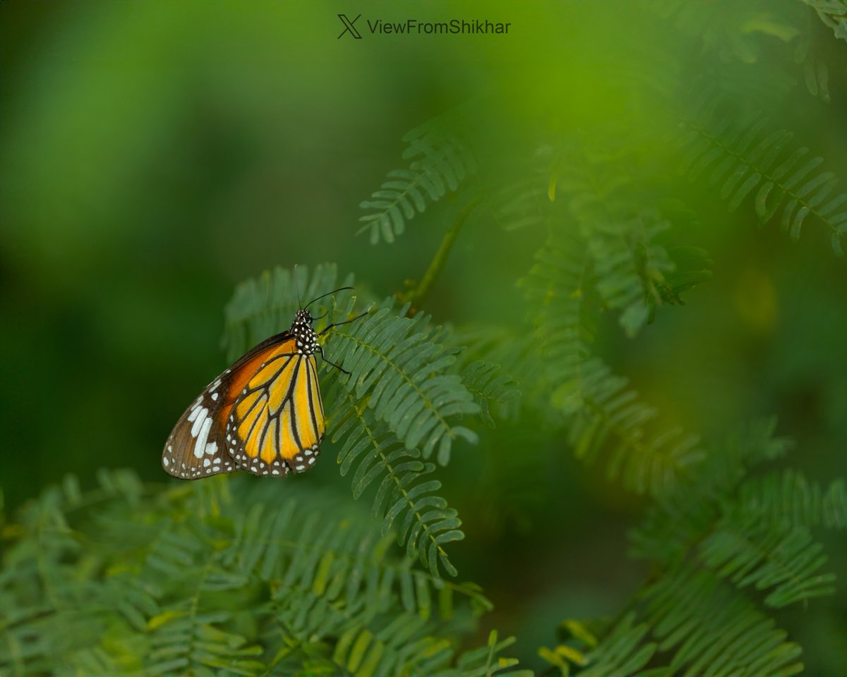 ViewFromShikhar's tweet photo. Let's see some butterflies from your gallery! https://t.co/ZjwJefiy9m