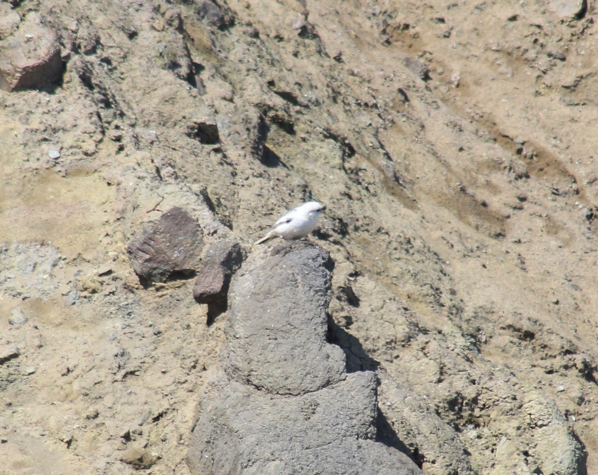 Steve Newman (@steevnewman) on Twitter photo So lucky to observe with the help of <a href="/HX_Expeditions/">HX Expeditions</a> in my bin's Mcka'ys Bunting which is found only Matthew Island in the Bering Sea and take a very grainy shot with my camera! <a href="/polyolbion/">Matt Merritt</a> <a href="/BirdWatchingMag/">Bird Watching</a> <a href="/SteelySeabirder/">David Steel</a> <a href="/NTBirdClub/">Northumberland & Tyneside Bird Club</a> <a href="/catidball/">Carole Tidball</a> travelhx.com/en-gb/ So lucky to observe with the help of <a href="/HX_Expeditions/">HX Expeditions</a> in my bin's Mcka'ys Bunting which is found only Matthew Island in the Bering Sea and take a very grainy shot with my camera! <a href="/polyolbion/">Matt Merritt</a> <a href="/BirdWatchingMag/">Bird Watching</a> <a href="/SteelySeabirder/">David Steel</a> <a href="/NTBirdClub/">Northumberland & Tyneside Bird Club</a> <a href="/catidball/">Carole Tidball</a> travelhx.com/en-gb/
