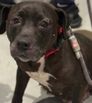Breaks my heart 2 say that dear 
💔Pizza Party💔 is gone !

 deserved so much more! 
She life mattered + she'll never be forgotten. 

Fly high dear angel
We loved you😢💔