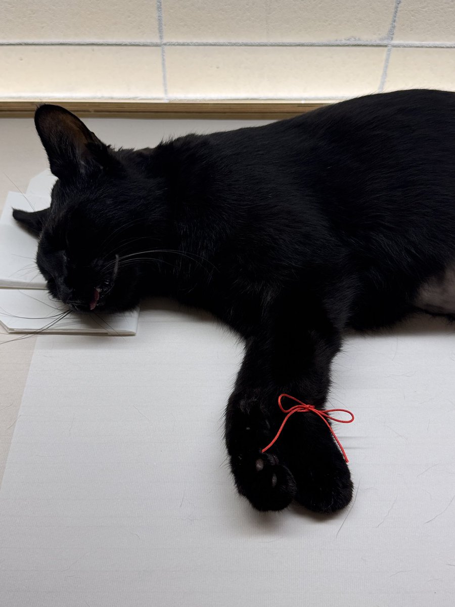 7월5일 깜눈이가 고양이별로 떠났다..
엄마인 곰곰이 뱃속에서부터 태어나는 순간까지 함께 했던 우리집 막내냥이 깜눈이..함께한 시간은 9년..너무도 순하고 착한 깜눈이 이제 더이상 깜눈이를 만질수 없다..미안함..후회..또 미안함..가슴이 미어진다 
더이상 아프지 말고 훨훨 날아다니렴 깜눈아~~