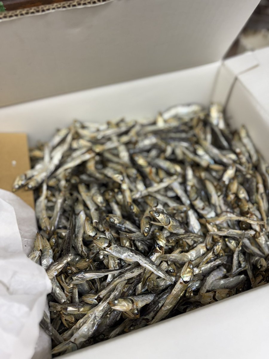 ebisoba_hiiro's tweet image. \ニボコン、今年も登場/
東京・秋葉原の名店「麺処ほん田」さんが開発した
あの《ニボコン》が今年も名古屋にやってきます!
【販売情報】
📅 7/8(火)販売スタート!
🍚 追い飯付き
🕒 昼夜 各10~15食限定(※日によって変動あり)
緋彩verの特別なニボコン、
ぜひこの機会にご賞味ください!