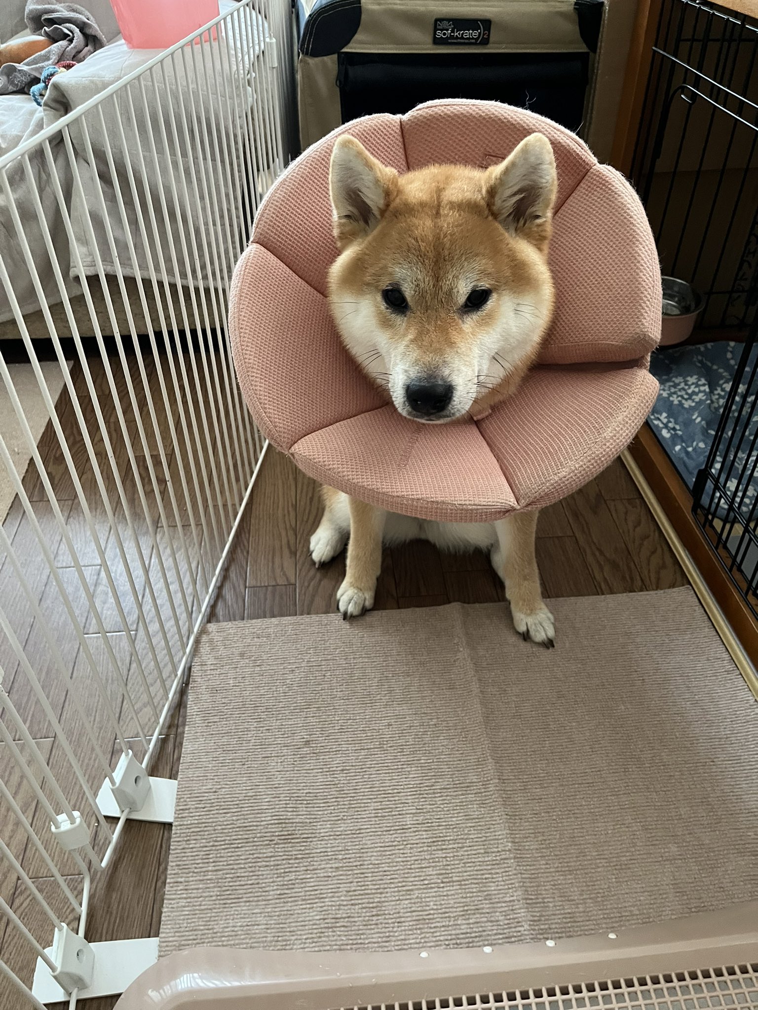 柴犬こめ0歳 on X: 