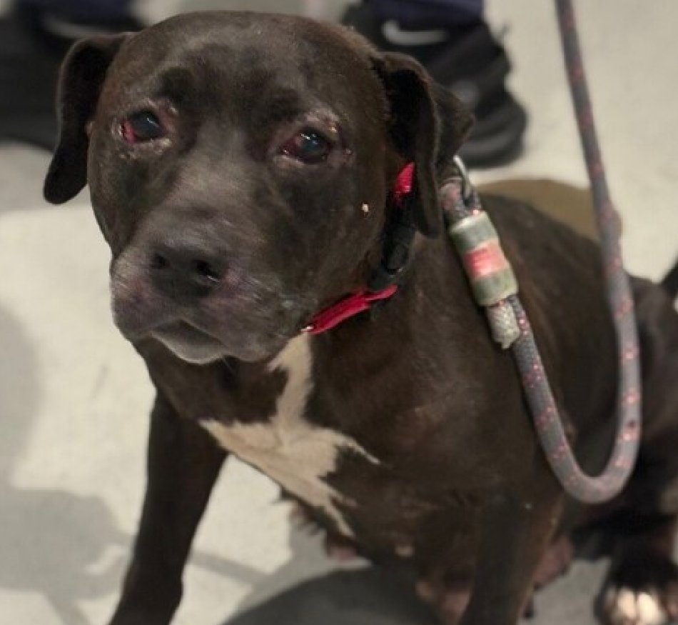 Pizza Party is DEAD
No one stepped up to #Foster this sweet girl who was neglected &amp; abused for years

Sweetheart, you never knew security, peace, or love. 
I am so sorry 😞 

Pizza Party😭💔🔥
I am angry to my soul