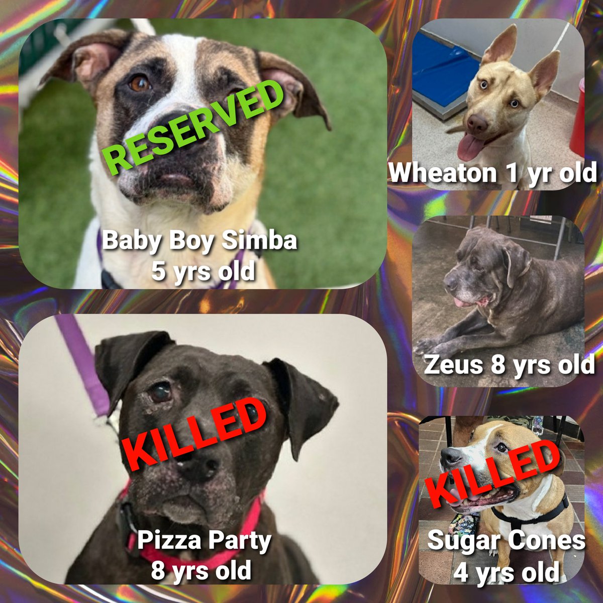 TAP Pledge Totals 
#PLEDGES #NYCACC 
#MorgFairsDogs 

Kill Commands
Zeus 640
Wheaton 665