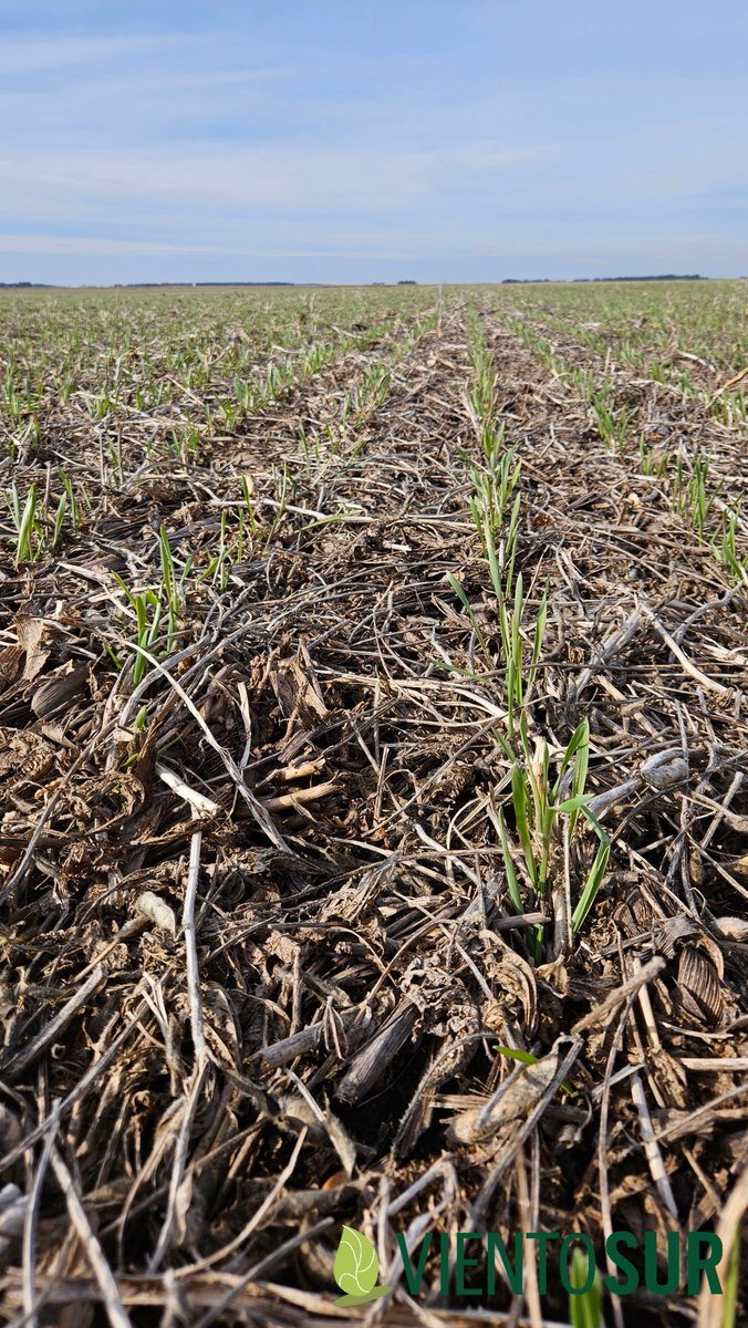 La cebada se viene con todo 🍻#yomonitoreo 🧐