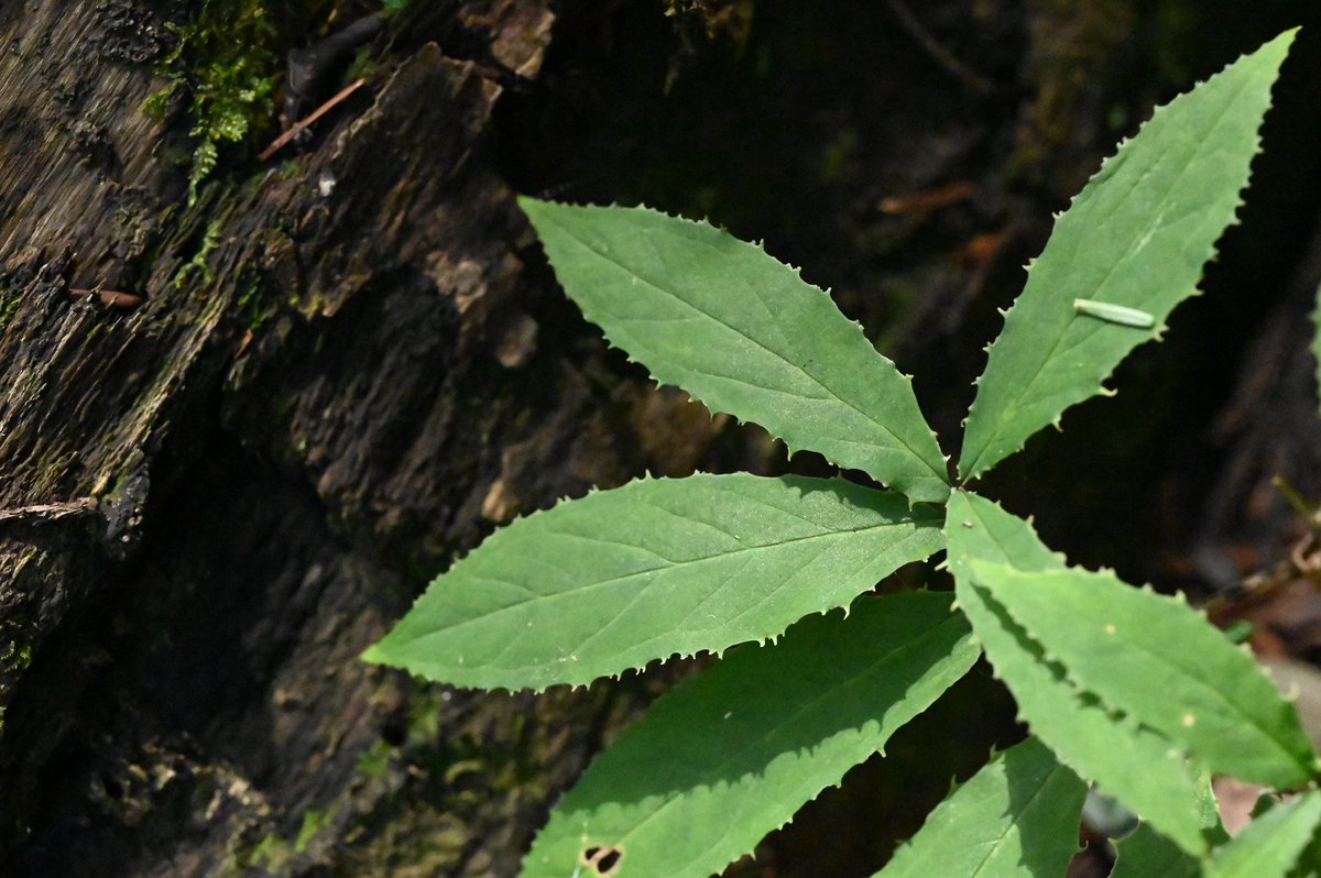 鋸歯が面白いテンナンショウ。
わからない