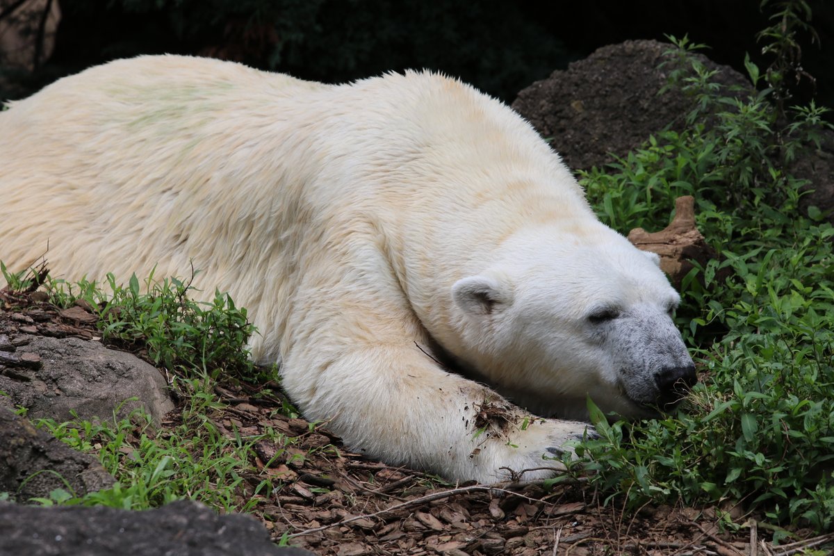 ツヨちゃんとジャンブイがのんびり過ごしてた庭もプールも賑やかな毎日だよ
20200719 sun
#ズーラシア #zoorasia #よこはま動物園
#ホッキョクグマ #ツヨシ #polarbear
#ツヨちゃんの思い出アルバム
9273