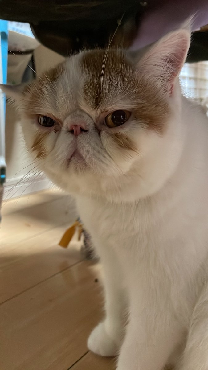 おはよー。こんぶです。今日も、暑いね。水分補給しようね。