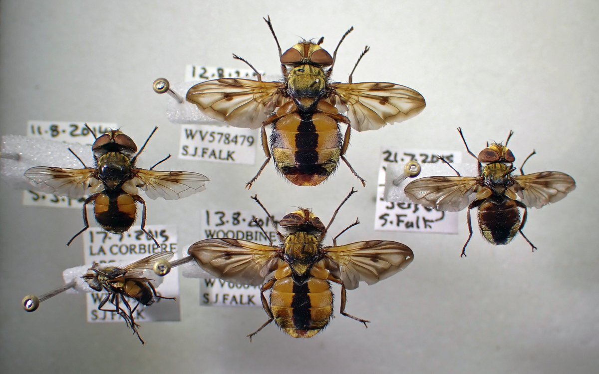 Steven Falk (@stevenfalk1) on Twitter photo <a href="/bobservablelife/">Bob Chapman</a> <a href="/DipteristsForum/">Dipterists Forum</a> E. crassipennis is incredibly variable (like Phasia heliptera) - some Jersey ones featured here. The Central European key suggests crassipennis can have a dark abdomen but not the second species, E. oblonga. <a href="/bobservablelife/">Bob Chapman</a> <a href="/DipteristsForum/">Dipterists Forum</a> E. crassipennis is incredibly variable (like Phasia heliptera) - some Jersey ones featured here. The Central European key suggests crassipennis can have a dark abdomen but not the second species, E. oblonga.