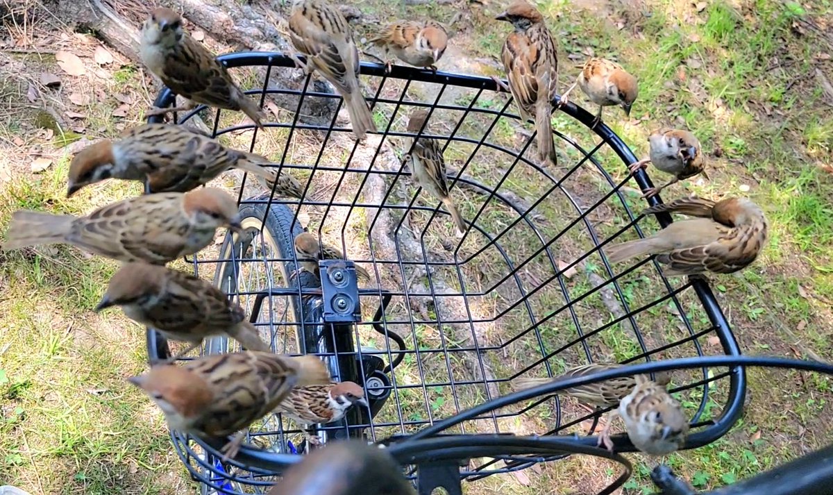 pi_pipi33's tweet image. スズメﾁｬﾝ🚲🐤🐤🐤～
ｵﾊﾖｰｺﾞｻﾞｲﾏｽ 🐥(⁠•⁠ө⁠•⁠)⁠