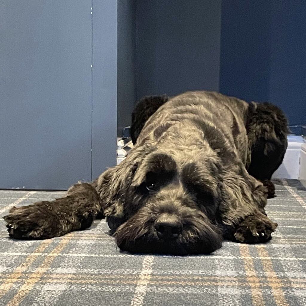 Aly Foyle tweet media