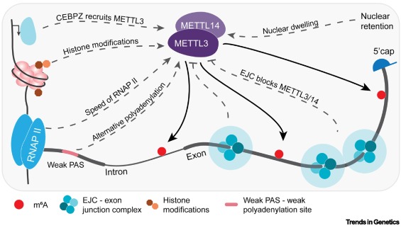 TrendsGenetics's tweet image. m6A in the coding sequence: linking deposition, translation, and decay dlvr.it/TLnWmv