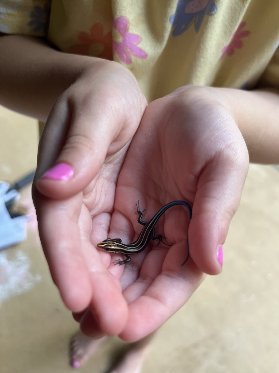jakeboggan's tweet image. Lizard catching is one of my favorite pastimes that my daughter taught me
