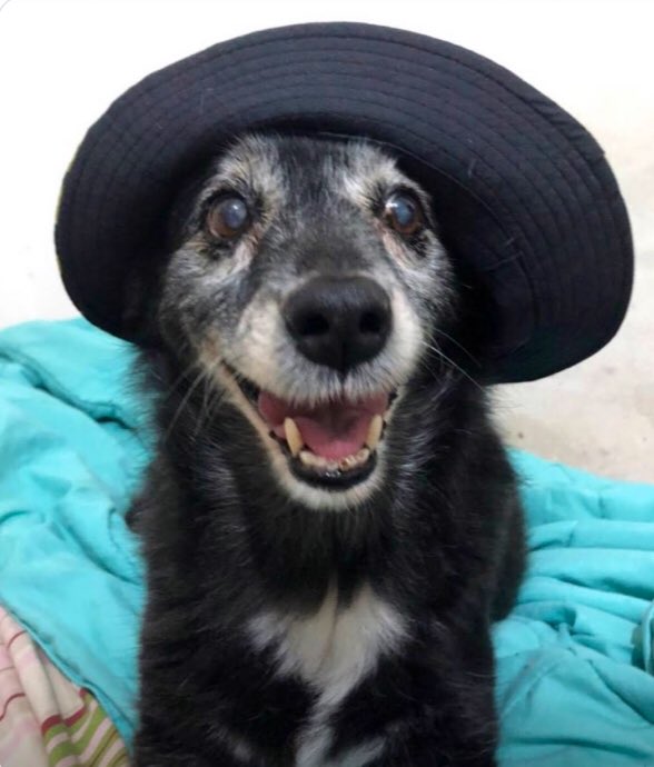 De pie por favor.
Luego de 16 años de amor se fue Simona
Buen viaje Reina.