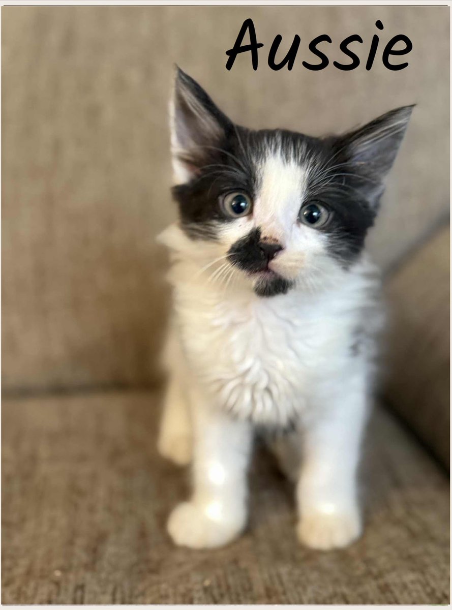 Justin O'Connor โ๏ธ๐ (@_justinoconnor) on Twitter photo i definitely have to wait til at least next month but i am so so so beyond tempted to go adopt this guy who kinda looks like a little baby oreo <a href="/oreoeocat/">oreo ๐ & monkey</a> i definitely have to wait til at least next month but i am so so so beyond tempted to go adopt this guy who kinda looks like a little baby oreo <a href="/oreoeocat/">oreo ๐ & monkey</a>