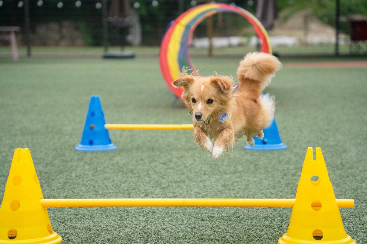 날아다니는 강아지
📷 <a href="/taenu_photo/">태누 포토 📸</a>