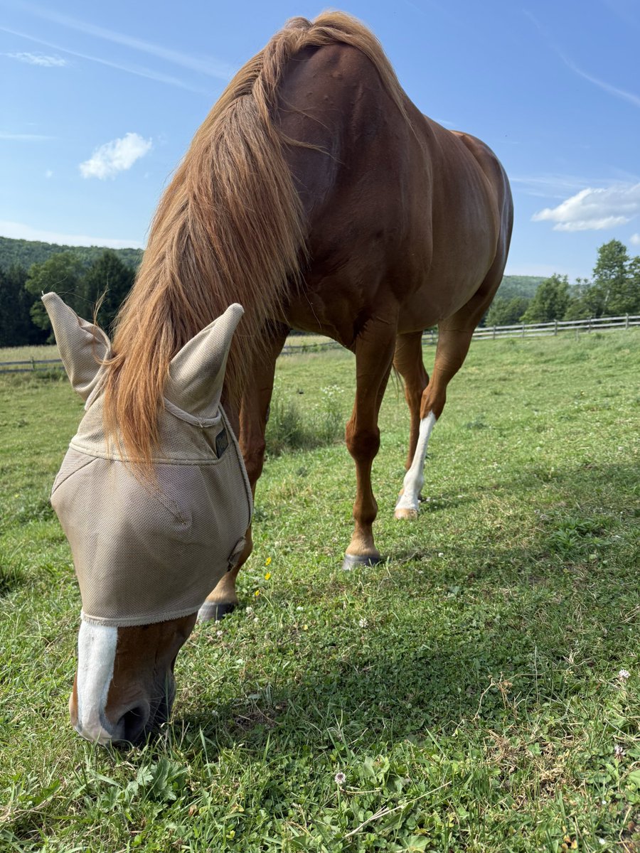 SaratogaGoose's tweet photo. Happy Gotcha Day to my favorite gal, miss English Soul! ❤️ #OTTB #NYBred #ChestnutPower #CutestLawnmower https://t.co/1ELOMGsuky