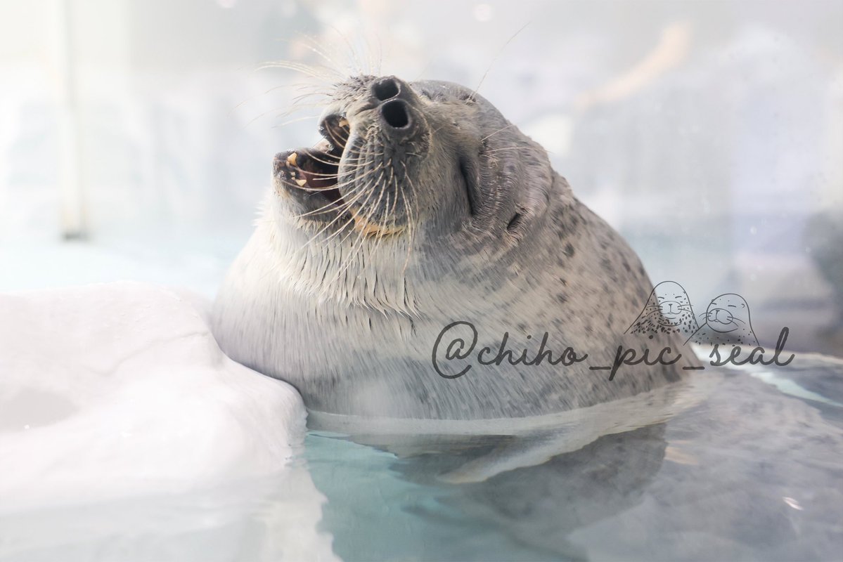 chiho_pic_seal's tweet image. 大欠伸のアラレちゃん♡
🦭Ringed seal / Arare
📆2025年撮影
📍 海遊館 Osaka Aquarium Kaiyukan
#海遊館
#ワモンアザラシ
#アザラシ
#seal