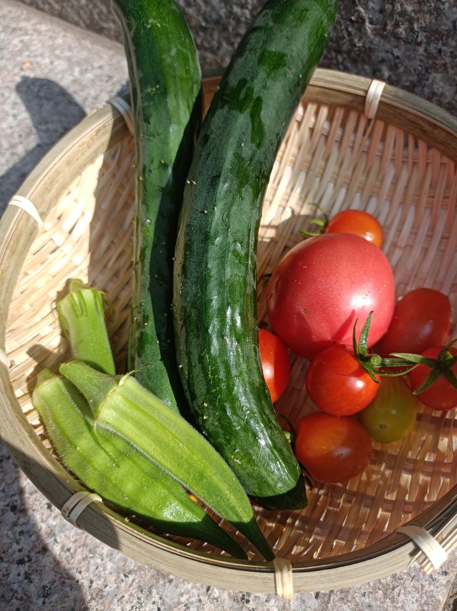CompassLab8's tweet image. 今朝も収穫できました🍅🥒
#コンパスラボ #塾 #鳥取市 #オンライン塾 #受験生 #中学受験 #高校受験 #大学受験 #日常に潜む学び #塾講師飯テロ部 #家庭菜園 #食育 #企業公式夏のフォロー祭り #企業公式つぶやき部