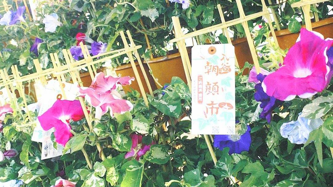 jitsugetsu035's tweet photo. 入谷の朝顔まつり��
東京の入谷〜下谷の夏の風物詩。

朝から、たくさんの人で賑わっていました。入谷の鬼子母神の一帯の通りに、ずらっと朝顔の鉢が並ぶ景色は、目にも涼やかです。

どの鉢も競い合うように、
花をつけていました。

＃入谷朝顔まつり
#入谷朝顔市 https://t.co/FAHqetUKQL