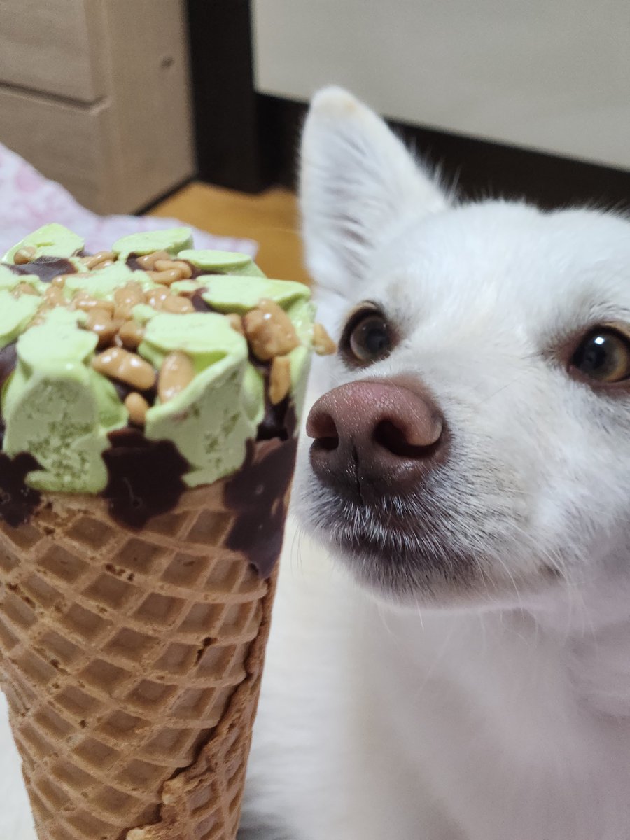 월드콘 말차
좀 더 말차에 씁쓸함이 더 있었음 좋았겠다
하지만 맛은있음