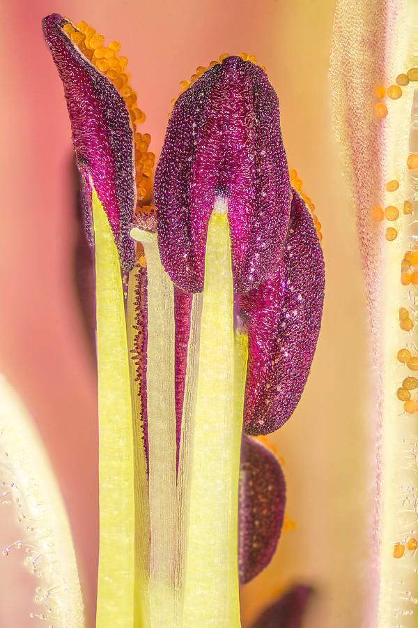 rosebisquits's tweet image. it's kind of remarkable how phallic the male floral organs are. a startling example of convergent evolution