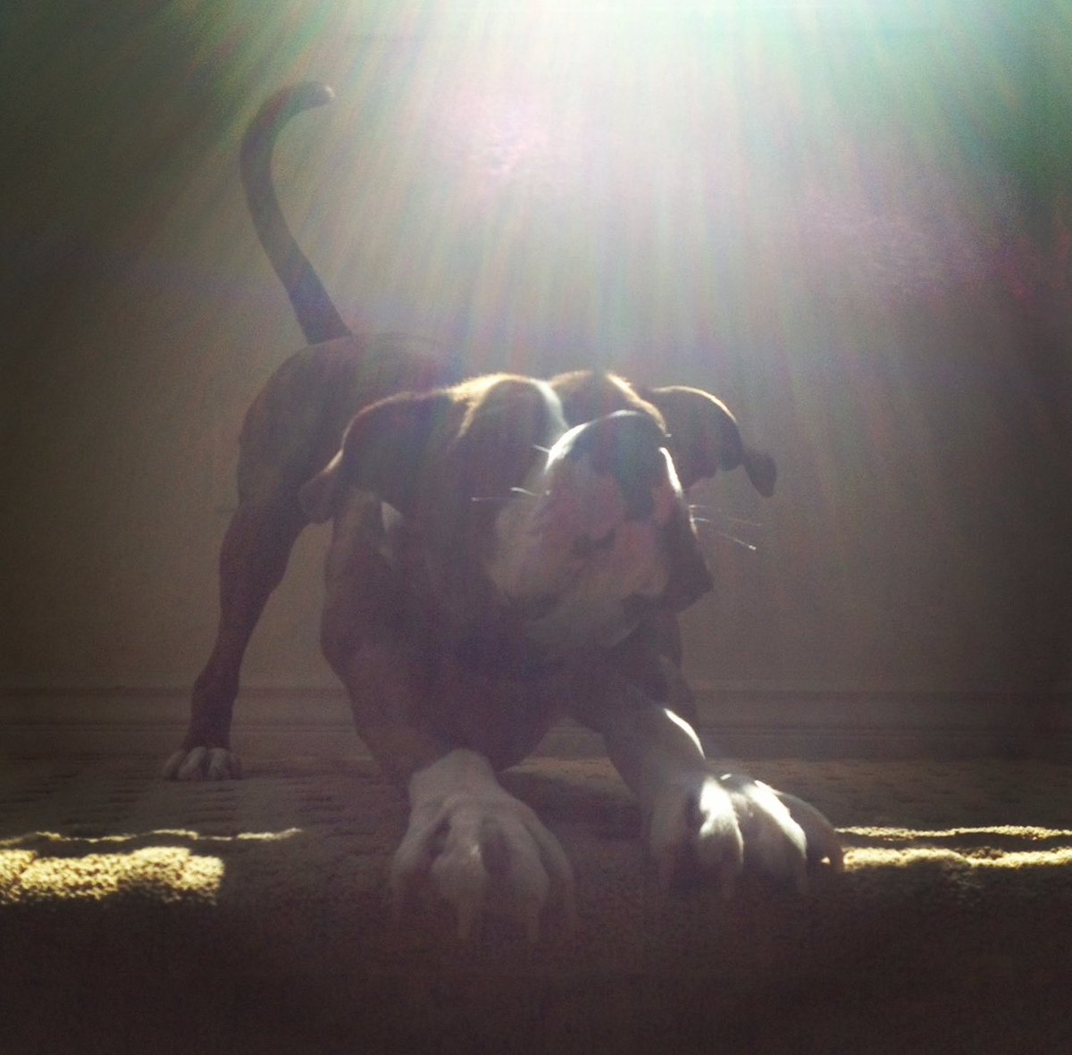 DanTomMMA's tweet image. R.I.P. to my best friend, Benjamin.
I was incredibly lucky to basically have the ideal dog that the childhood boy in many of us dreams of (for 14 yrs, no less).
Aside from being a literal super dog from smarts to athleticism, Ben was always there for me, even when I had no one.