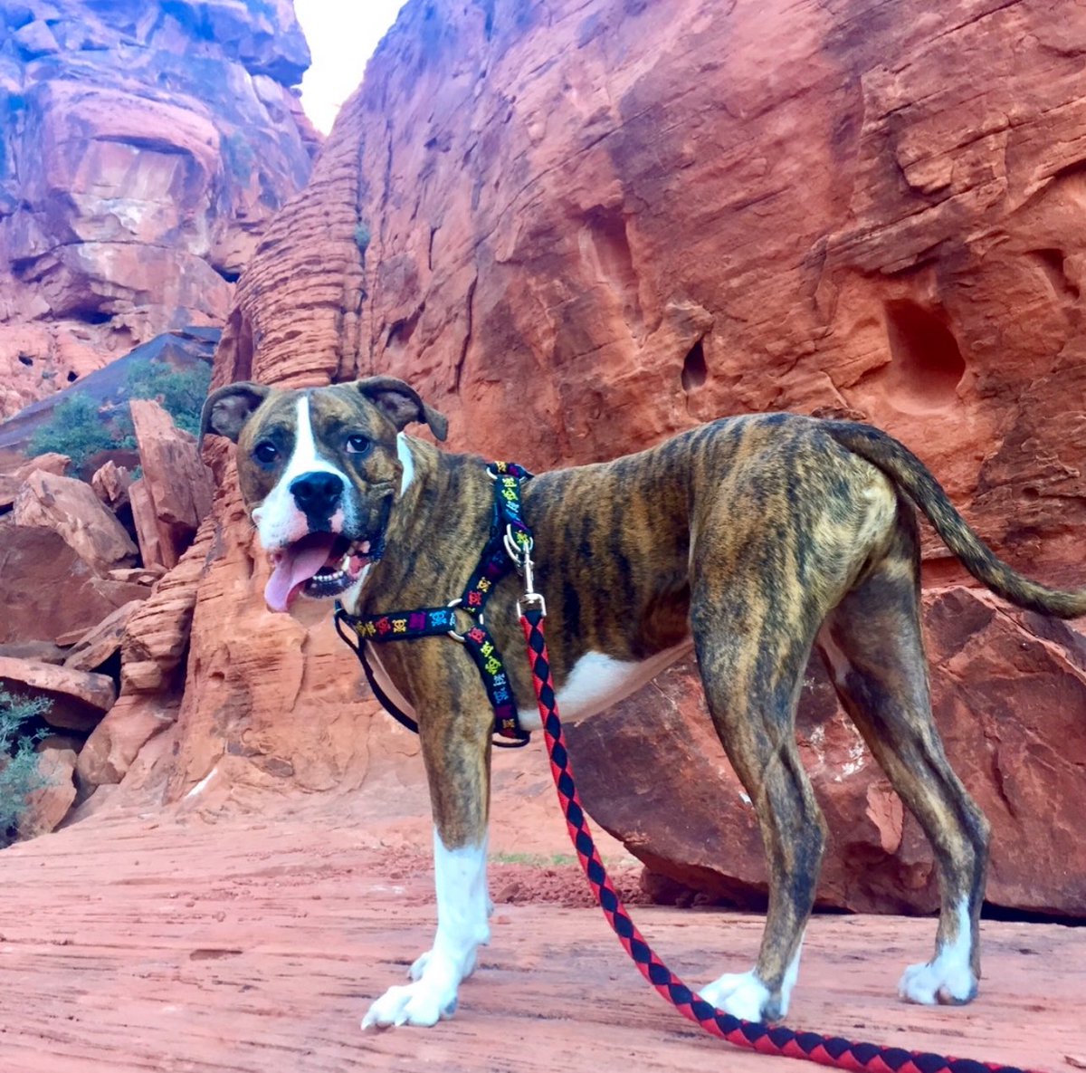 DanTomMMA's tweet image. R.I.P. to my best friend, Benjamin.
I was incredibly lucky to basically have the ideal dog that the childhood boy in many of us dreams of (for 14 yrs, no less).
Aside from being a literal super dog from smarts to athleticism, Ben was always there for me, even when I had no one.
