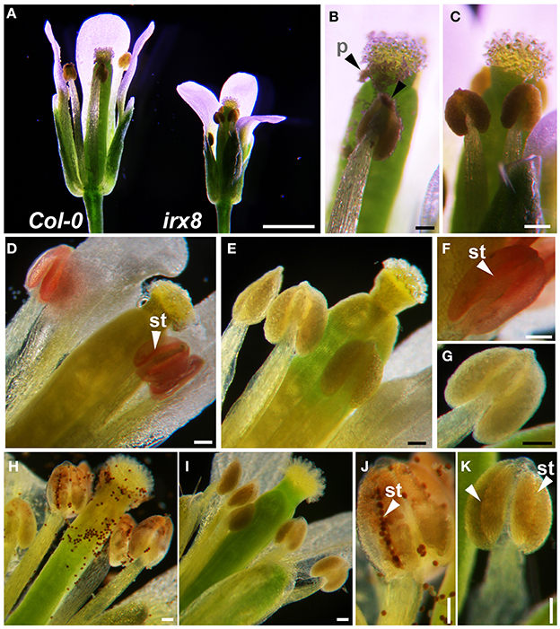 rosebisquits's tweet image. it's kind of remarkable how phallic the male floral organs are. a startling example of convergent evolution