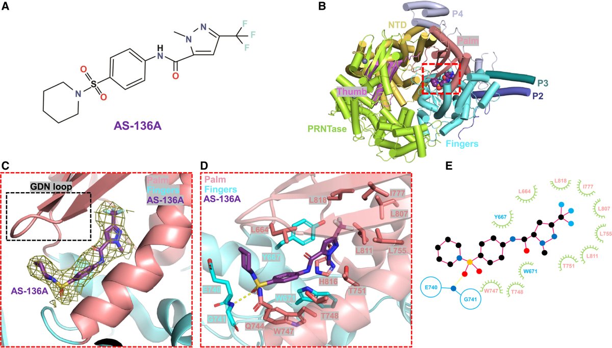 A study in Cell reports the first high-resolution structures of measles virus polymerase complex (the molecular “machine” that builds viruses) alone and with inhibitors.

The researchers used these structures to show that one of the inhibitors also works against Nipah virus!