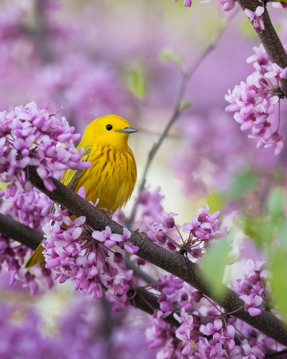 A Yellow Warbler in a native Redbud and all your worries melt away🫰