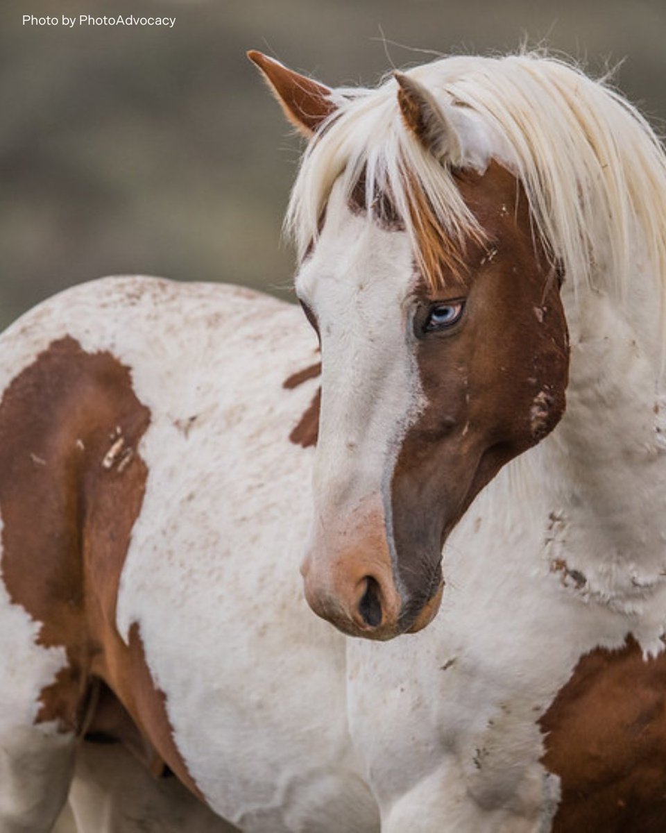 FreeWildHorses's tweet image. Today, the BLM begins a bait-and-trap roundup in Sand Wash Basin, CO., continuing a plan to remove 50 horses from this iconic herd. Only 10 were removed last fall—now, 40 more are at risk. It's time to choose a better way—one led by science and compassion—to #keepwildhorseswild.
