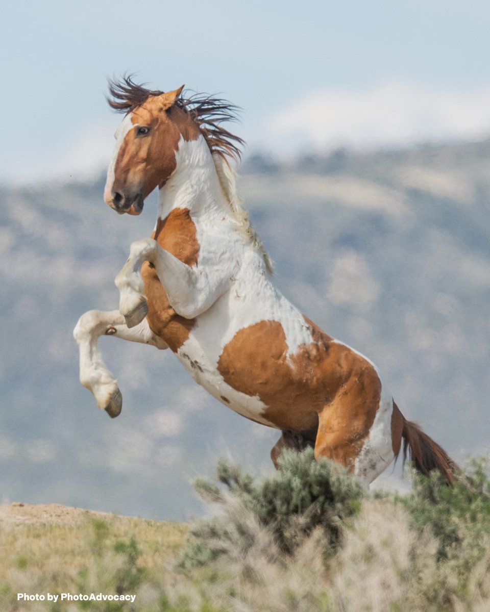 FreeWildHorses's tweet image. Today, the BLM begins a bait-and-trap roundup in Sand Wash Basin, CO., continuing a plan to remove 50 horses from this iconic herd. Only 10 were removed last fall—now, 40 more are at risk. It's time to choose a better way—one led by science and compassion—to #keepwildhorseswild.