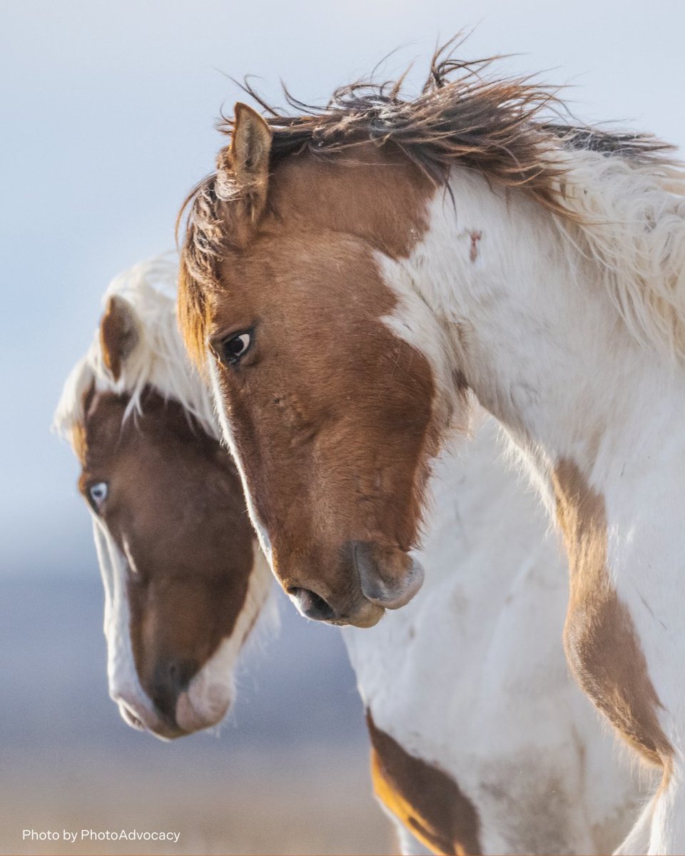 FreeWildHorses's tweet image. Today, the BLM begins a bait-and-trap roundup in Sand Wash Basin, CO., continuing a plan to remove 50 horses from this iconic herd. Only 10 were removed last fall—now, 40 more are at risk. It's time to choose a better way—one led by science and compassion—to #keepwildhorseswild.