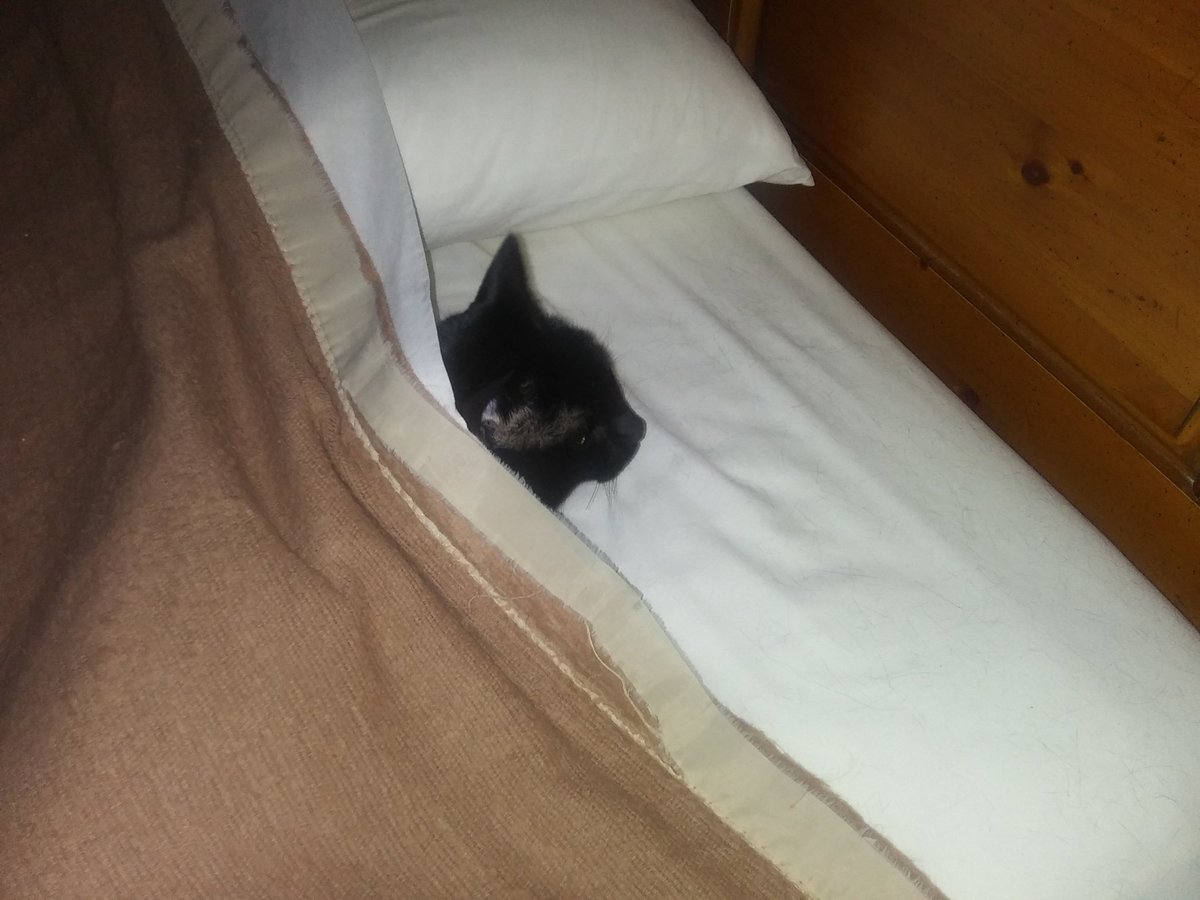 Stephen Brown tweet media