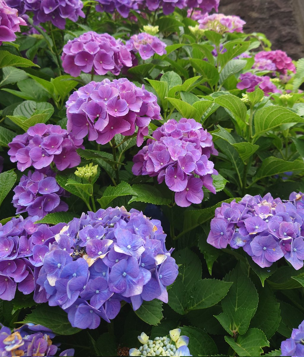 niwaasobi60's tweet image. 温泉旅行から戻り、スマホ片手に朝の庭散歩、お花の代わりにボロボロの葉っぱのお出迎え。😅😄
孵ったばかりの緑キラキラコガネムシ達が、枝振るとボロボロ落ちます。申し訳ないけど踏みます。😅
これからヨガ、行って来ます。🚙💨💨💨