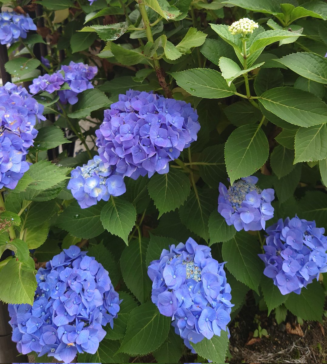 niwaasobi60's tweet image. 温泉旅行から戻り、スマホ片手に朝の庭散歩、お花の代わりにボロボロの葉っぱのお出迎え。😅😄
孵ったばかりの緑キラキラコガネムシ達が、枝振るとボロボロ落ちます。申し訳ないけど踏みます。😅
これからヨガ、行って来ます。🚙💨💨💨