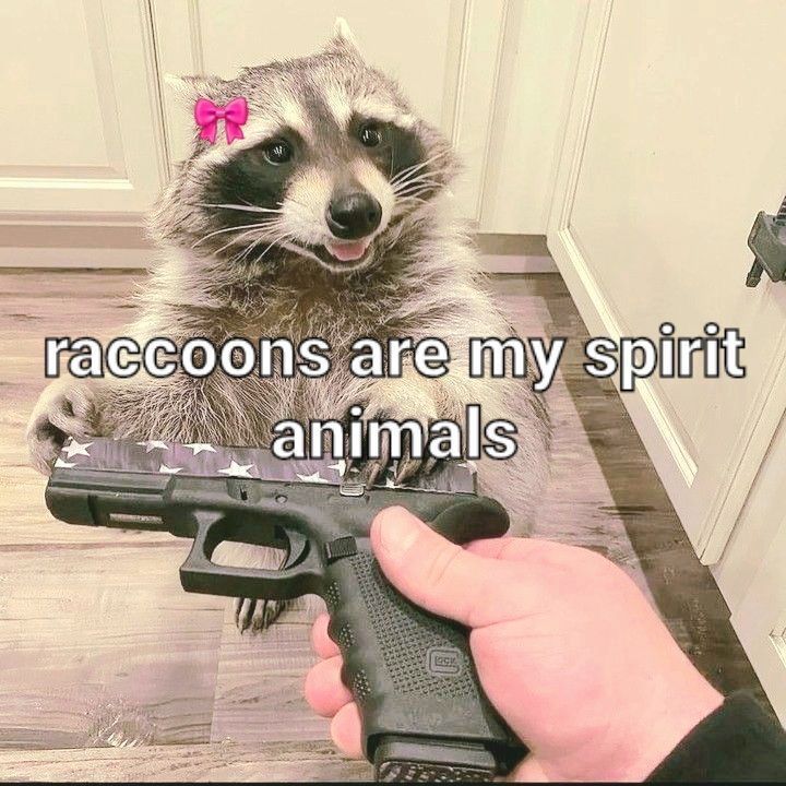 Why you should have a Raccoon (@shouldhaveracc) on Twitter photo 