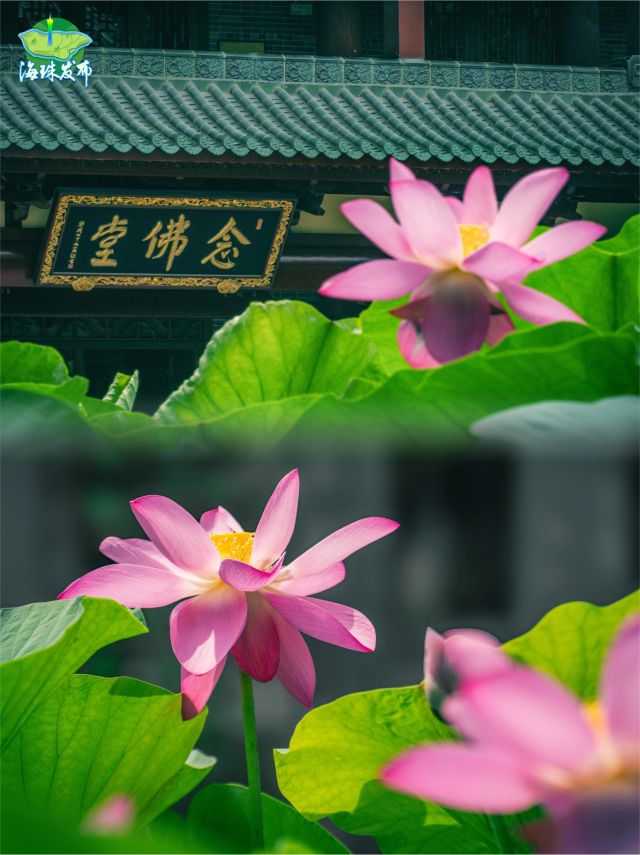 thisisGBA's tweet photo. #Guangdong | 🌸After a two-year pause, ancient #lotuses have bloomed again at Haizhuang Temple in #Guangzhou! Grown from 1,000-year-old Song Dynasty seeds unearthed in Kaifeng, Henan, their graceful, curved petals whisper stories of the past. 🪷✨
https://t.co/dFl9vpSjRm
#Travel #ChinaTravel