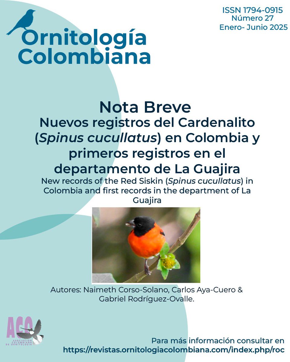 ¿Sabías que tenemos los primeros registros de Spinus cucullatus para la Guajira y para Colombia? 🐦‍⬛ 
Encuentra toda la información en esta nota breve ingresando a nuestro número 27 de Ornitología Colombiana 🦉📚 

revistas.ornitologiacolombiana.com/index.php/roc