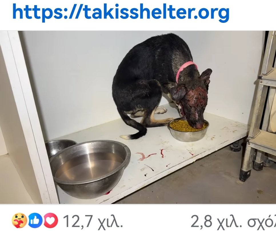 Ιεράπετρα Κρήτης στο καταφύγιο του Τάκη Προεστακη το νεαρό σκυλί που σώθηκε από την φωτιά φροντίζεται από τον Τάκη με ισχυρά παυσίπονα καλή τροφή. Ο μικρός ήρωας έχει θέληση για ζωη πίνει νερό τρώει κουναει την ουρίτσα του όταν βλέπει τα άλλα σκυλάκια έξω από τον χώρο του👇