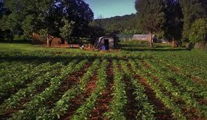 Smallholder farmers remain the heartbeat of Zimbabwe’s food systems, contributing over 70% of the country’s grain production. Empowering them with access to finance, inputs, and training unlocks productivity, promotes rural livelihoods, and secures national food security.